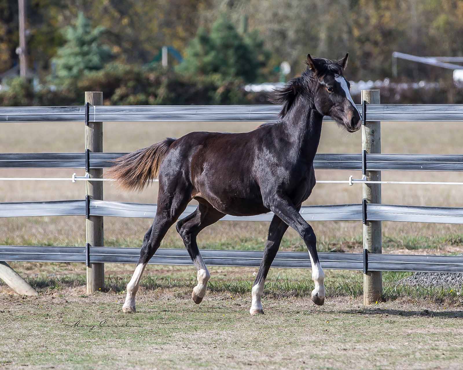 Delilah-0278