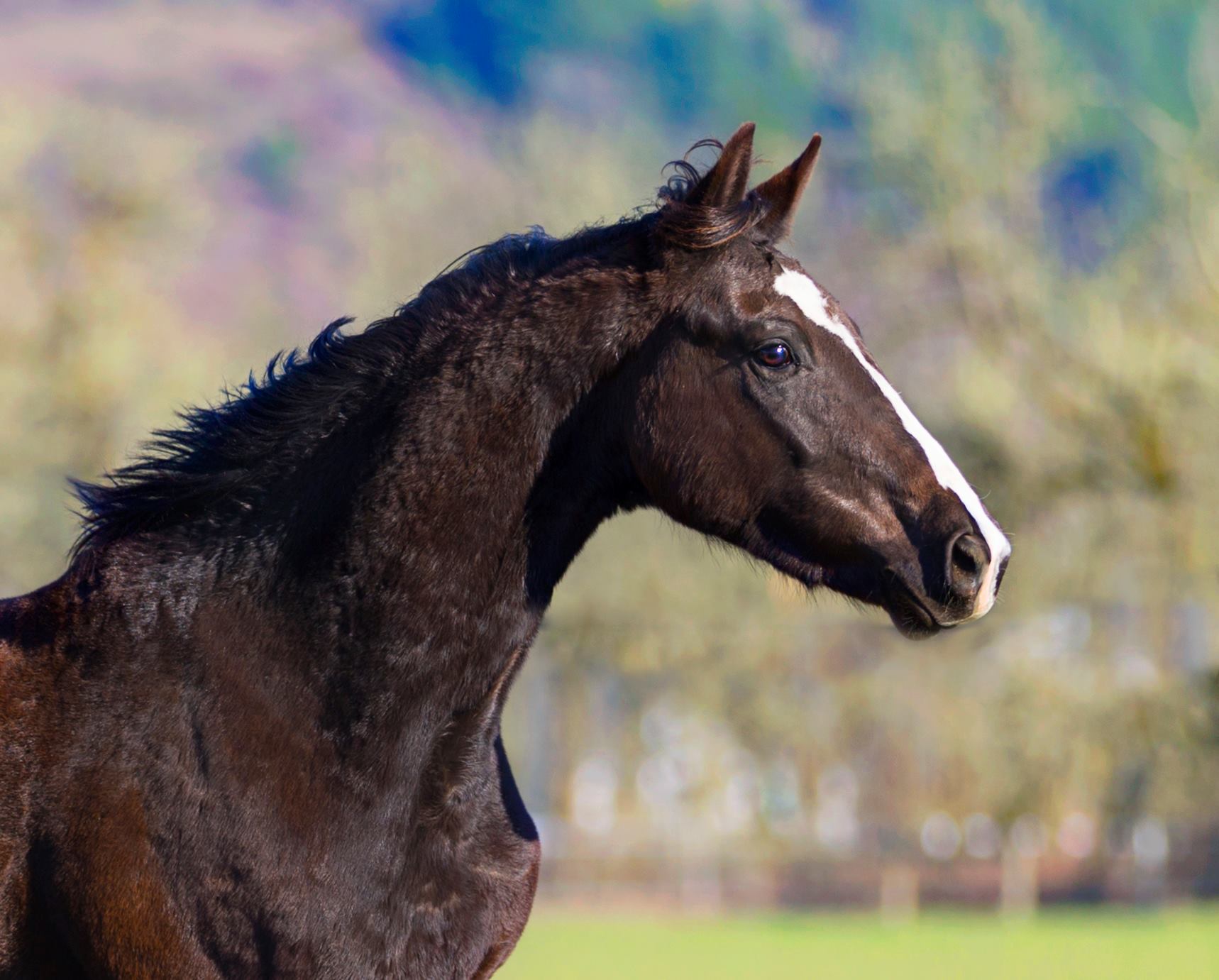 Descartes - Silver Tail Farm